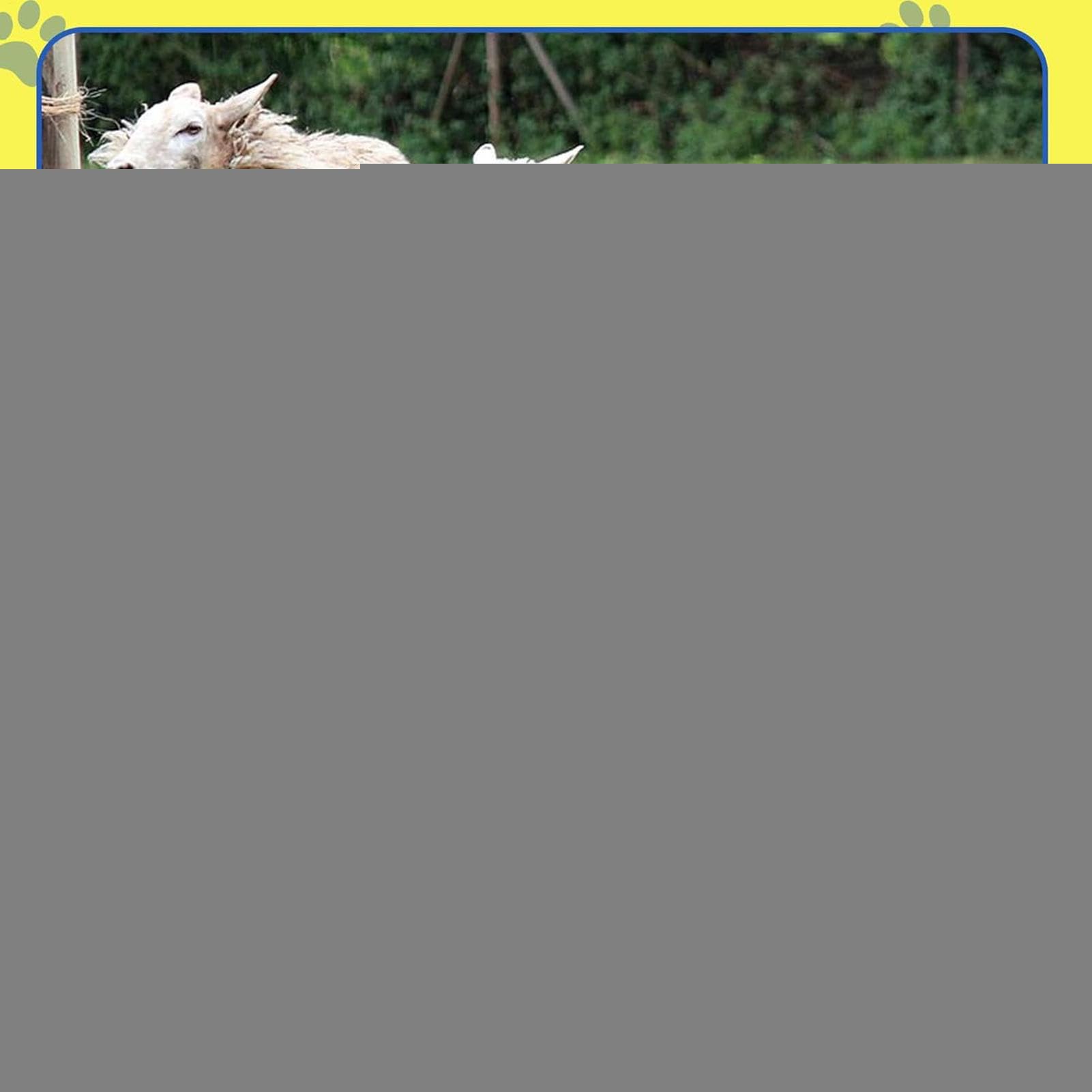 Generisch Hund Spielzeug Ball | Interaktiver Ball Hundespielzeug | Sicherer Kauspiel Robuster Traggriff Design Für Draußen Pool Geburtstag Weihnachten Haustier Geschenk