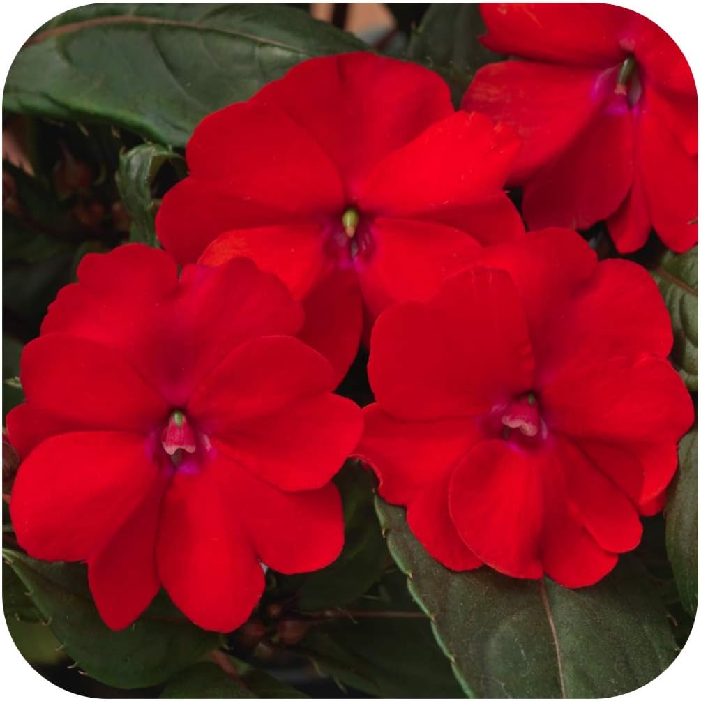 SunPatiens® Impatiens Vigorous Red Large Plug Plants x 3 Busy Lizzies