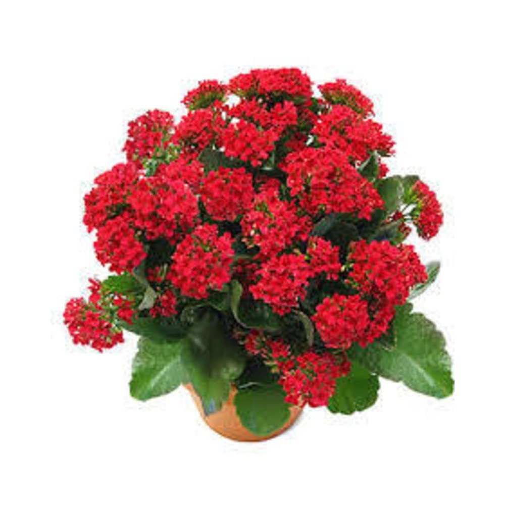 See full amazon price history chart for Artful Creature Kalanchoe WidowS-Thrill Flower Live Plant Artful Creature Kalanchoe WidowS-Thrill Flower Live Plant (B0B5WVSC3Y) Amazon Price History, Amazon Price Tracker