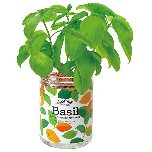 虫除けハーブのおすすめ13選 育てやすい品種や室内向けも Heim ハイム 虫除けハーブのおすすめ13選 育てやすい品種や室内向けも Heim ハイム