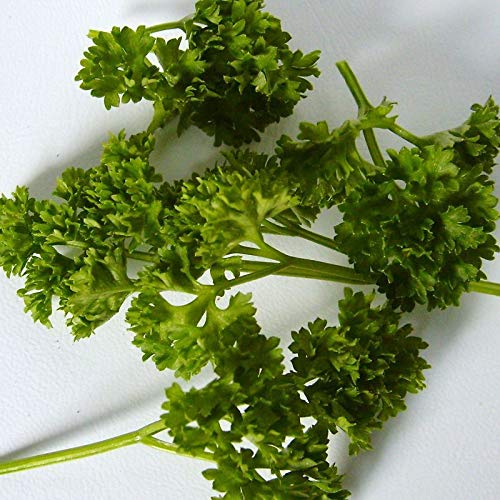 Risala Parsley - BRAVOUR - 6000 Seeds [.Decorative & flavourful, Triple Curled Leaves]
