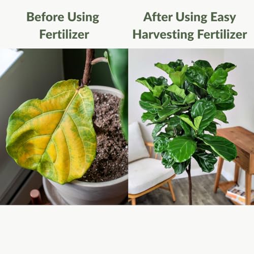 Fertilizante Líquido Premium para Plantas Fiddle Leaf Fig 8oz miniatura 3