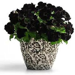 100 Parts/Black Petunia Seeds Seeds Petunia Flower Seeds in Bonsai Flower Seeds Covered with Seedss House Garden Bonsai Red: Only Seeds