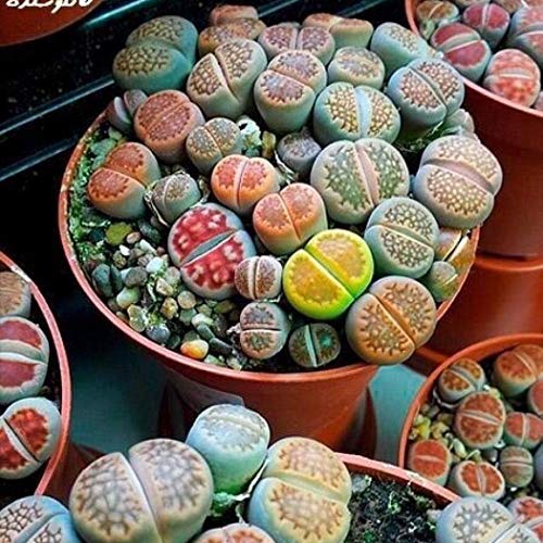 MURIEO jardín- 100 Unids Semillas Mixtas Suculentas Rare Living Stones Cactus Planta DIY Home Garden, Anti-Radiación Semillas Carnosas