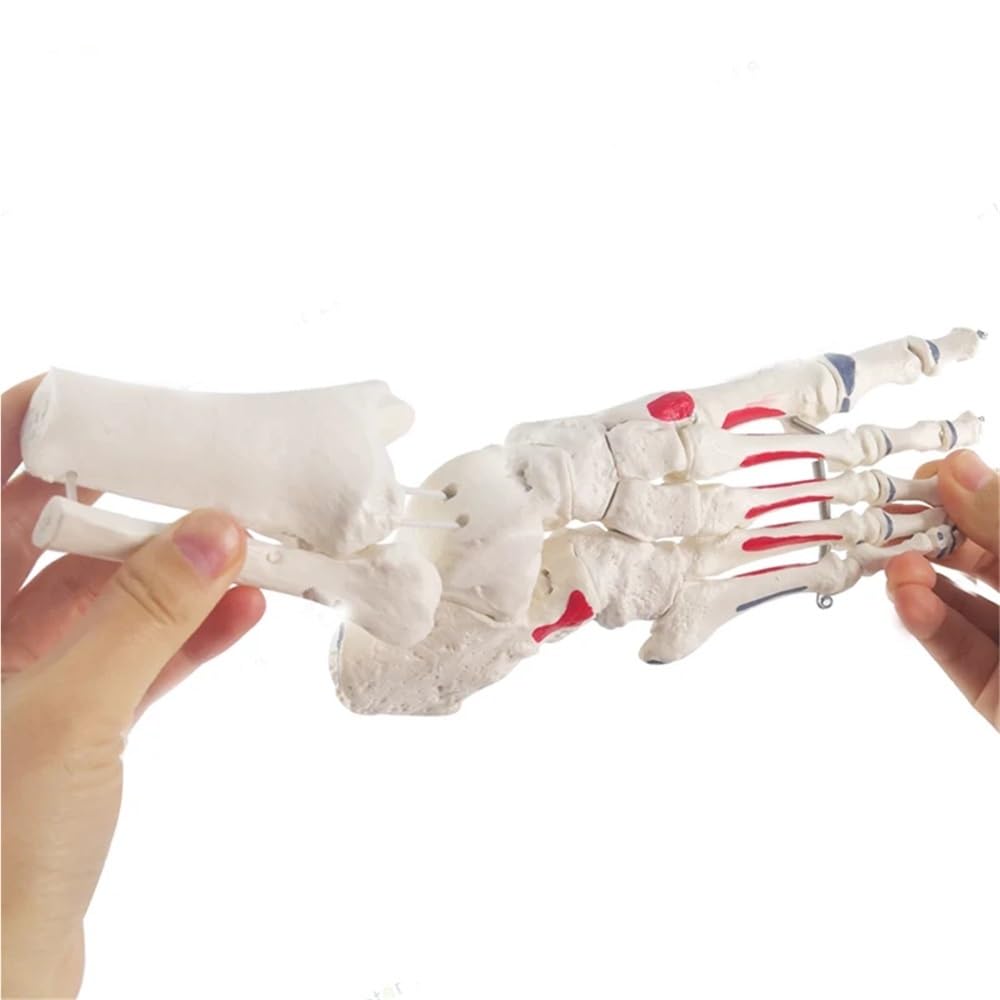 Modelo de esqueleto de anatomía del pie, modelo de huesos y articulaciones del pie de tamaño natural, modelo de pie y tobillo humano con hueso de vástago 1 pieza