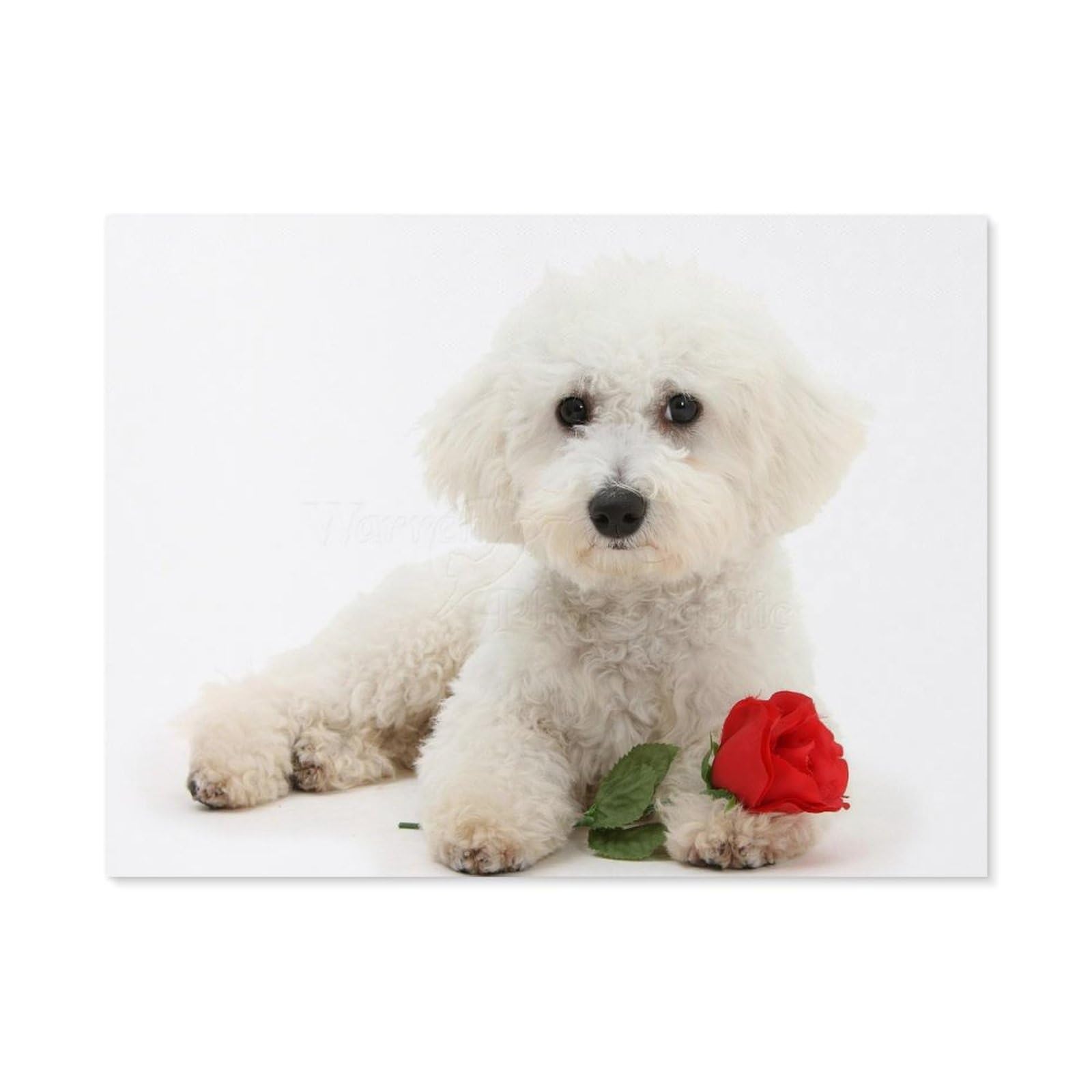 BEAYODKP Paint by Numbers for Adults,White Dog Pet Bichon Frise,DIY Oil Painting Paint by Number Kits Linen Canvas Wall Art House Decor(50x60cm) 19.6x23.6 inches-F54 — image 1