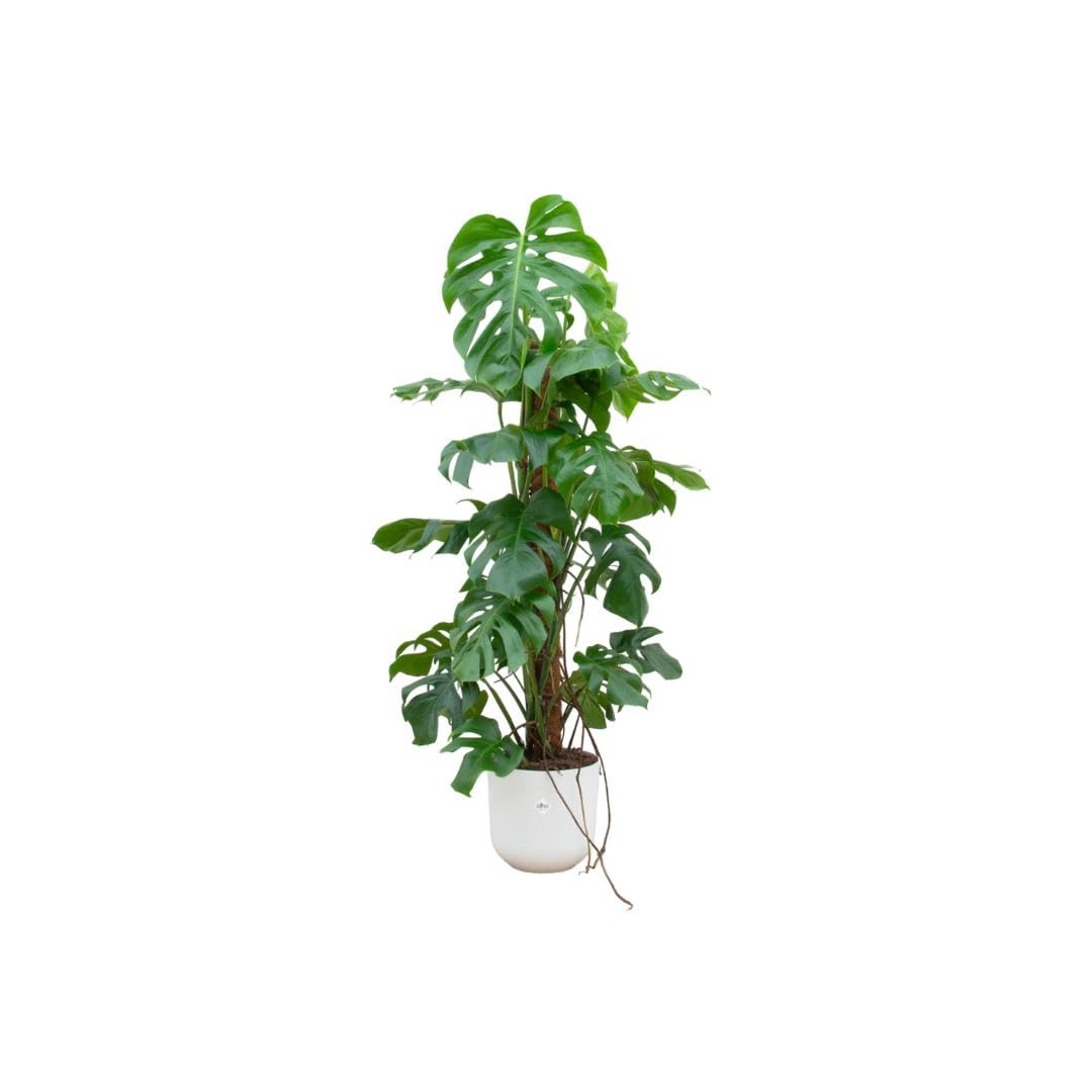 Kombi Deal - Monstera Pertusum XL inkl. Elho Vibes Fold Round Ø30 pink - 120 cm
