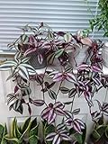  Portal Cool Wandernder Jude, Tradescantia Brina, 5 Fresh Stecklinge