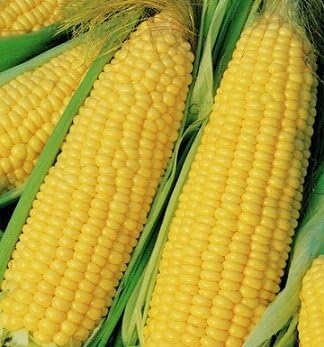 Truckers Favorite Yellow Corn Seeds, 1/2 Pound Pack, Heirloom, Non GMO, Field Corn