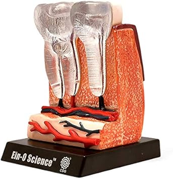 Amazon 人体模型パズル 歯と歯茎 人体の不思議パズルシリーズ 生物 動物 人体 おもちゃ Amazon 人体模型パズル 歯と歯茎 人体の不思議パズルシリーズ 生物 動物 人体 おもちゃ