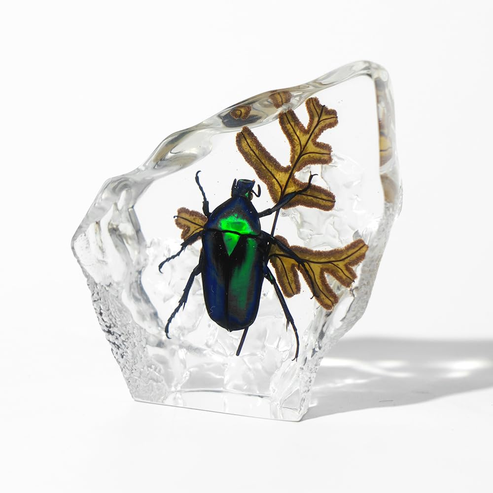 Taxidermy Chafer, Real Chafer Animal Specimen in Crystal Clear Resin Paperweight for Biology Science Education (Chafer-1PC)