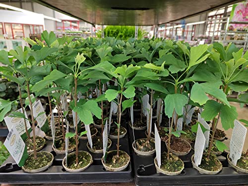 Ginkgo biloba - Ginko 1 Pflanze im Topf