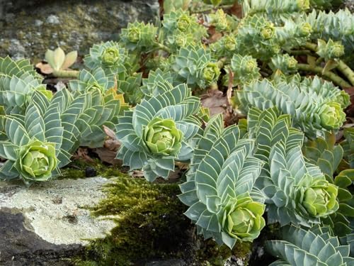 Euphorbia myrsinites, Walzen-Wolfsmilch - frosthart