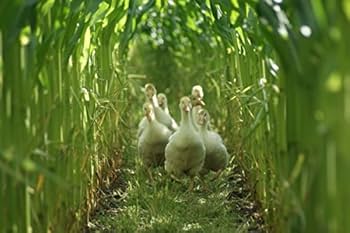 ヌードクッション　マザーグース100% Amazon.co.jp: フェザー100％ ヌードクッション 日本製