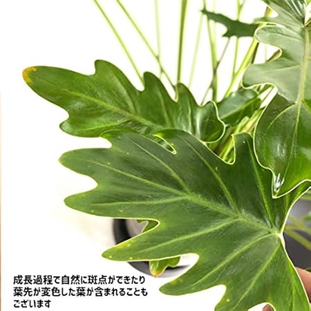 Amazon クッカバラ ボタニーポット グレイ 観葉植物 インテリア 中型 フィロデンドロン 人工観葉植物 オンライン通販