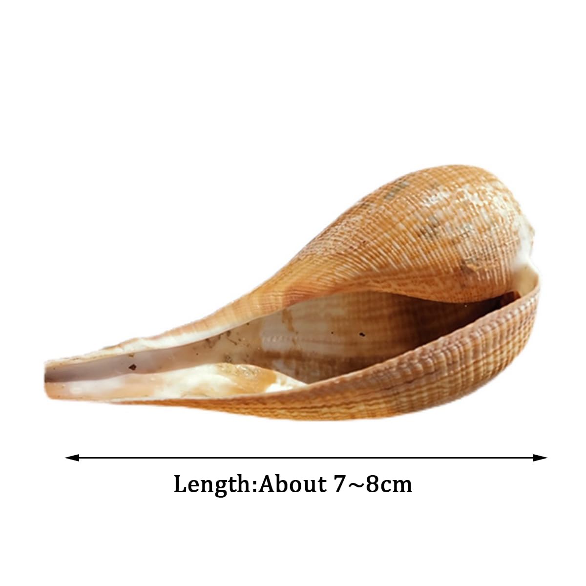 Coquillage, Énorme conque océanique Jaune, Coquillages de 5 à 12 Cm, Parfaits Une(7~8cm)