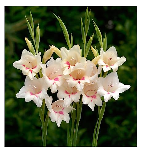 10x Gladioli Nanus Elvira Bulbs Summer Flowering Dwarf Gladiolus Garden Cut Flowers Spring Planting Hardy Corms