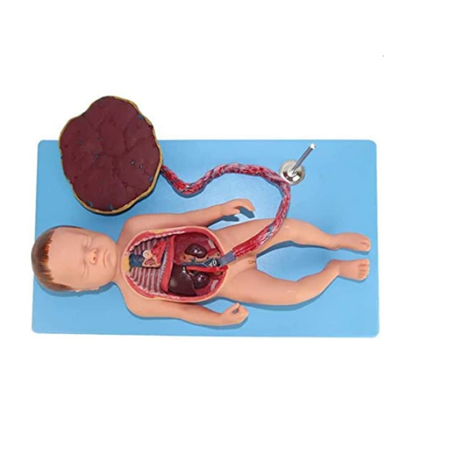 Buy LBYLYH Female Pelvis Model Childbirth Birth Model Placental 