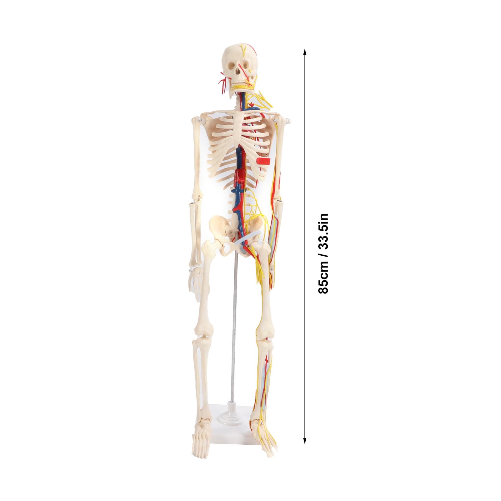para Estudio anatómico y Manualidades - Modelo de Esqueleto Humano de 85 cm - Modelo esquelético de PVC con Brazos y piernas Desmontables, mandíbula y Capucha extraíbles - Incluye