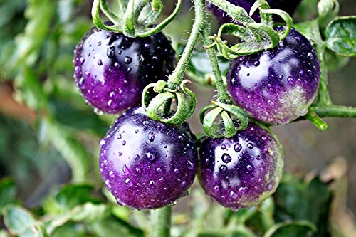 Rare Purple Blue Indigo Rose Tomato About 20 Seeds