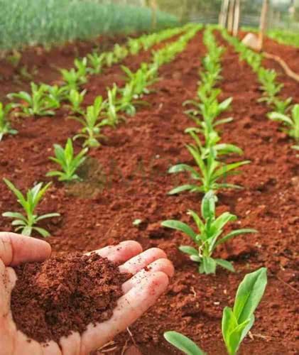 Terreau rouge succulentes pour sublimer vos terrariums de salon