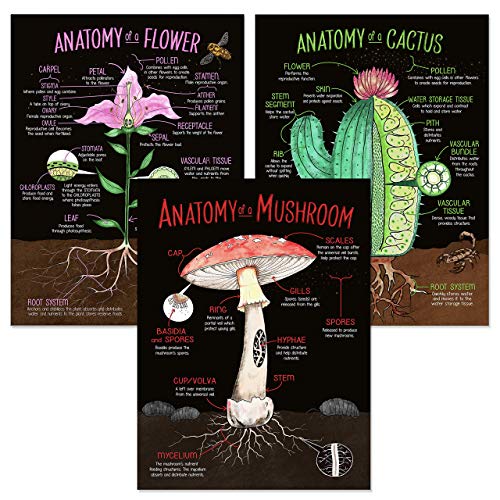 Illustrated Plant Anatomy Fine Art Print Set - Flower, Mushroom,