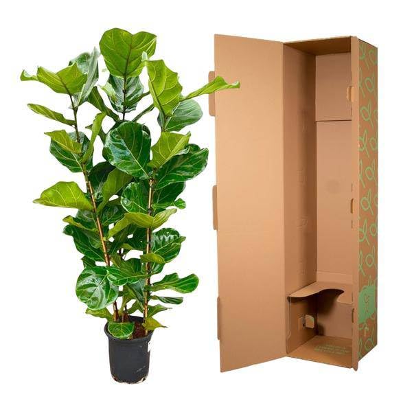 Feigenbaum – Ficus Lyrata Strauch – ca. 140cm hoch – Ø27cm – Geigenfeige als Zimmerpflanze – XXL Grünpflanze mit großen Blättern – für Zimmer & Büro