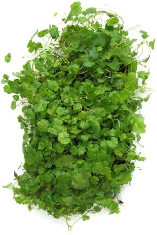 SubstrateSource Hydrocotyle sibthorpioides "Dwarf Pennywort Mat" Live Aquatic Aquarium Plant