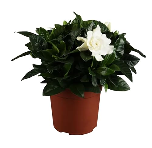 Gardenia Viva Natural – Planta Aromática para Decoración Interior o Exterior