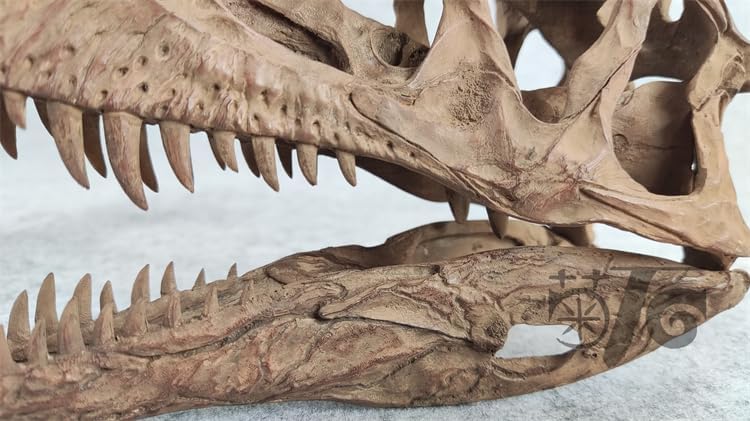 VWUVWU 1:3 Scale Monolophosaurus Skull Model Megalosauroidea Resin Animal Figure Skeleton Collector GK Decor Gift for Adult