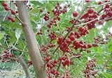 16-24” Tall Jewel Autumn Olive Well Rooted Plant 1 Year Old