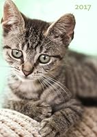 Algopix Similar Product 19 - dicker TageBuch Kalender 2017  Katze