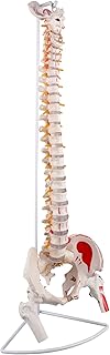 Life Size Human Spine Model with Color Painted Muscles Origins and Insertion Points, Femur Heads and Herniated Disk and, 36" Full Spine Model with Stand