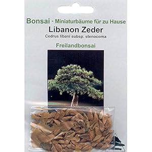 Tropica – Bonsai – Libano Cedro (Cedrus libani) – 20 Seme