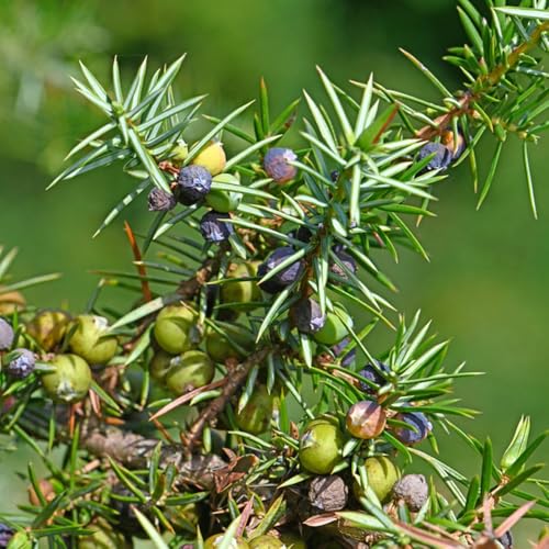 enebro de interior resistentes al aire libre hojas perennes semillas de jardín del balcón comprar bonsáis balcón semillas 100pcs