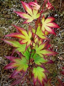 Miniatura 3 de Tsuma Gaki Arce japonés árbol de 2 años