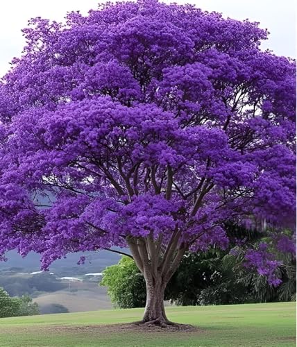 Image of Jacaranda Mimosifolia Neel Mohar Flower Live Plant for Home Garden Tree Fast Growing Tree Pack of 1 Healthy plant