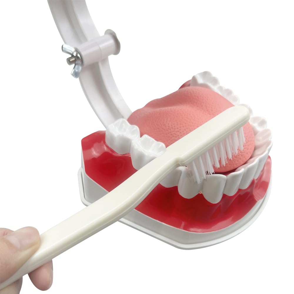 Youya Modèle de dents 2 fois de grandes tailles, modèle d'enseignement dentaire avec brosse à dents et langue pour enfants