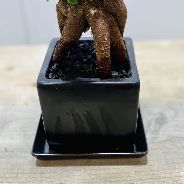 Amazon|がじゅまる 観葉植物:ガジュマル*ブラックキューブ陶器 Amazon|がじゅまる 観葉植物:ガジュマル*ブラックキューブ陶器