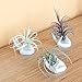 Dahey 3PCS Air Plant Pot Small Ceramic Tillandsia Holder, Hand