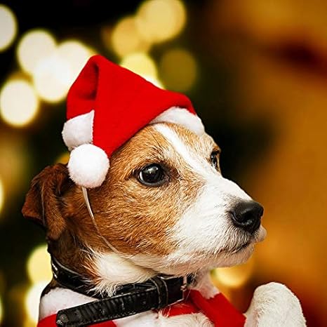 Amazon Co Jp ペットハット 猫犬サンタ帽子マントペットコスプレ衣装クリスマス子犬赤パーティードレスアップアパレルクリスマス帽子キャップ Ljjjp Color レッド Size フリー ペット用品 Amazon Co Jp ペットハット 猫犬サンタ帽子マントペットコスプレ衣装クリスマス子犬赤パーティードレスアップアパレルクリスマス帽子キャップ Ljjjp Color レッド Size フリー ペット用品