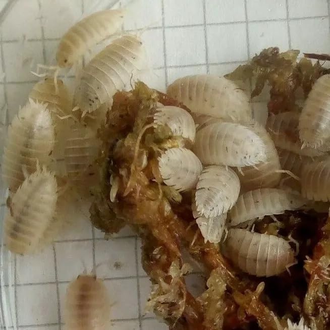 Live Porcellio L. Snow White – Snow White Woodlice for Bioactive Terrariums or Clean-Up Crews - MEDIUM (10)