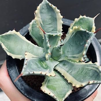 51f5NXtKgOL._AC_UF350, 51f5NXtKgOL._AC_UF350,