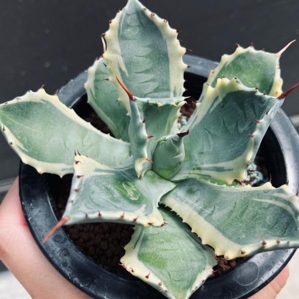 Amazon｜多肉植物：アガベ 雷帝錦 アトミックゴールド*幅11cm