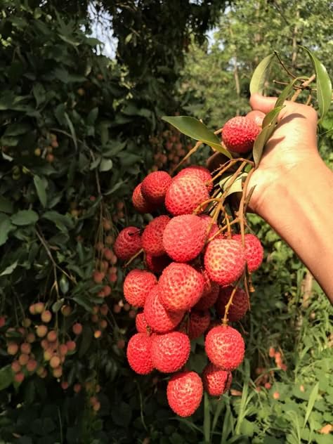 Image of G- All-Time 12 Months Hybrid (GRAFTED) Live Fruit Plant Original & Authentic Organic Tree for Outdoor Fast-Growing Fruit Plant Home Gardens Sweet Healthy Plant Pack Of-1 (Litchi Fruit Plant, Medium)