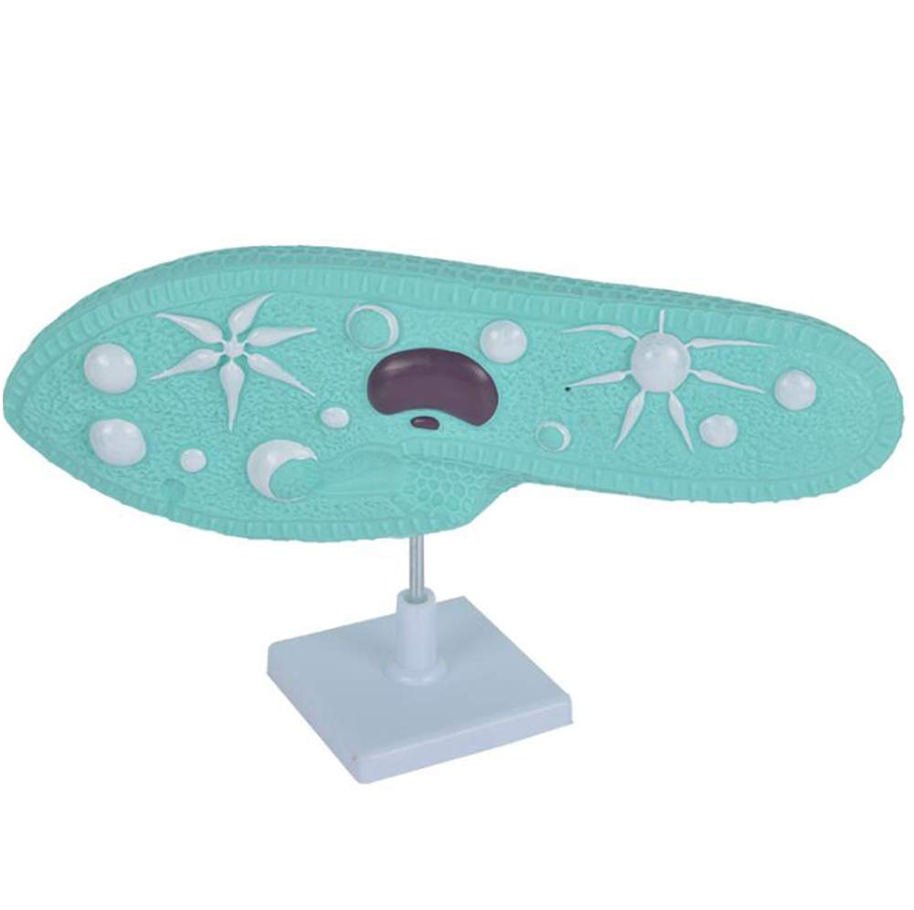 Sjdopulse A Paramecium Model - Biological Teaching Models Paramecium Model - Pvc Material Plant Model Paramecium Natomical Model - For Science Classroom Biological Study Display Teaching (A)
