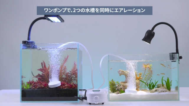 Amazon.co.jp: AQQA 水槽 エアーポンプ 静音 強力 3.8L/min 微細な気泡