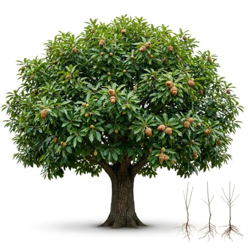 3 Pack Sawtooth Oak Trees Live Plants – Dormant Bare Root Oak Saplings, Fast Growing Shade Trees, Hardy Outdoor Landscaping & Wildlife Tree
