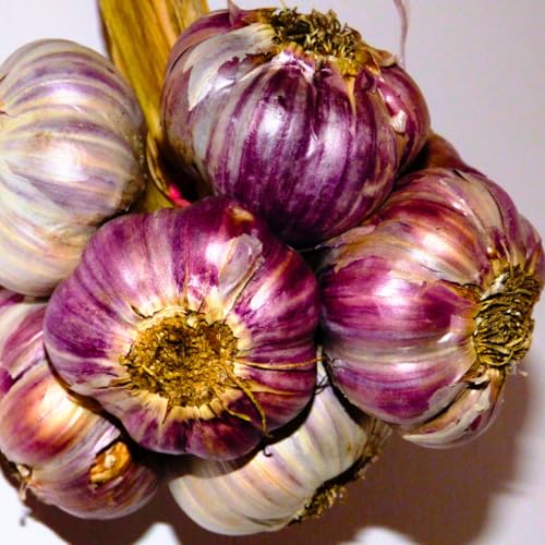 1 Pound Garlic for Planting in Fall Hardneck