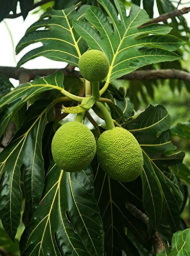Creative Farmer Live Exotic Veg Plant Breadfruit Gardens Rare Artocarpus Altilis Seedless Herbal for Kitchen Plant(1 Healthy Live Plant)